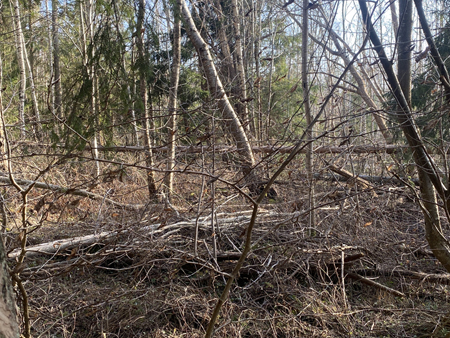 Skräpig skog