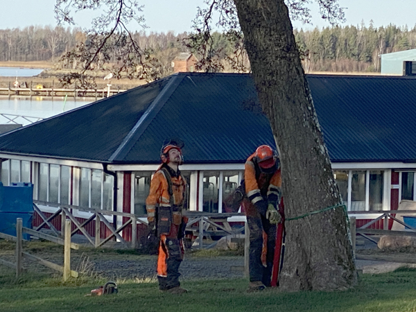 Skaraborgs Skogsvård fäller träd i Badängsparken