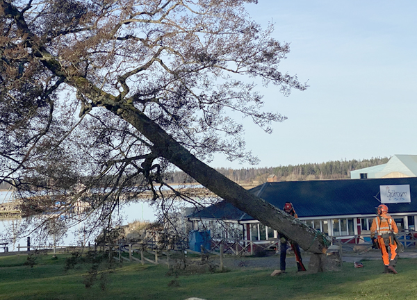 Skaraborgs Skogsvård fäller träd i Badängsparken