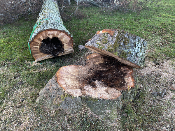 Skaraborgs Skogsvård fäller träd i Badängsparken